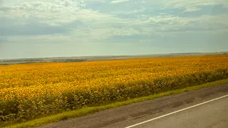 Поля подсолнухов